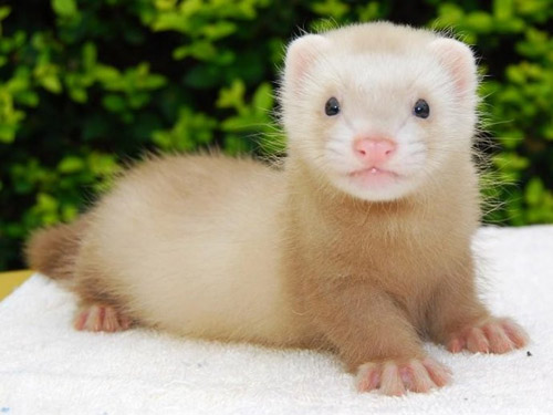 杂歌谣辞。得体歌-BJL平台集团